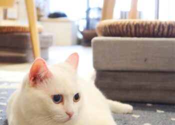 肉球森林 菜單&評價｜巨嘴鳥.狐獴.貓咪 陪你吃飯｜中正區特色美食推薦