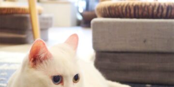 肉球森林 菜單&評價｜巨嘴鳥.狐獴.貓咪 陪你吃飯｜中正區特色美食推薦