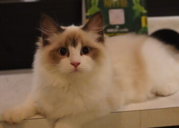 Space Time  菜單&評價｜東區超主動的貓咪餐酒館｜大安區特色美食推薦