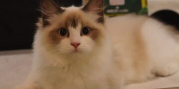 Space Time  菜單&評價｜東區超主動的貓咪餐酒館｜大安區特色美食推薦