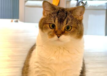 擼LALA Sweets 南西店 菜單&評價｜走路3分鐘貓咖｜中山區特色美食推薦