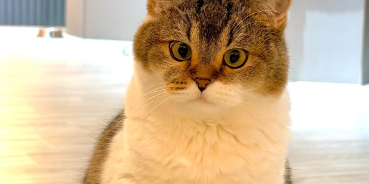 擼LALA Sweets 南西店 菜單&評價｜走路3分鐘貓咖｜中山區特色美食推薦