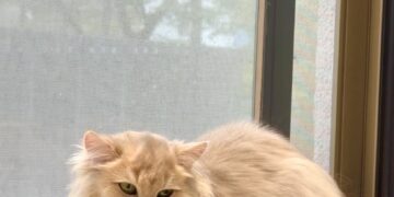 喵趴咖啡 菜單&評價｜隱藏三樓的貓咖｜中山區特色美食推薦